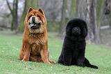 CHOW CHOW 716